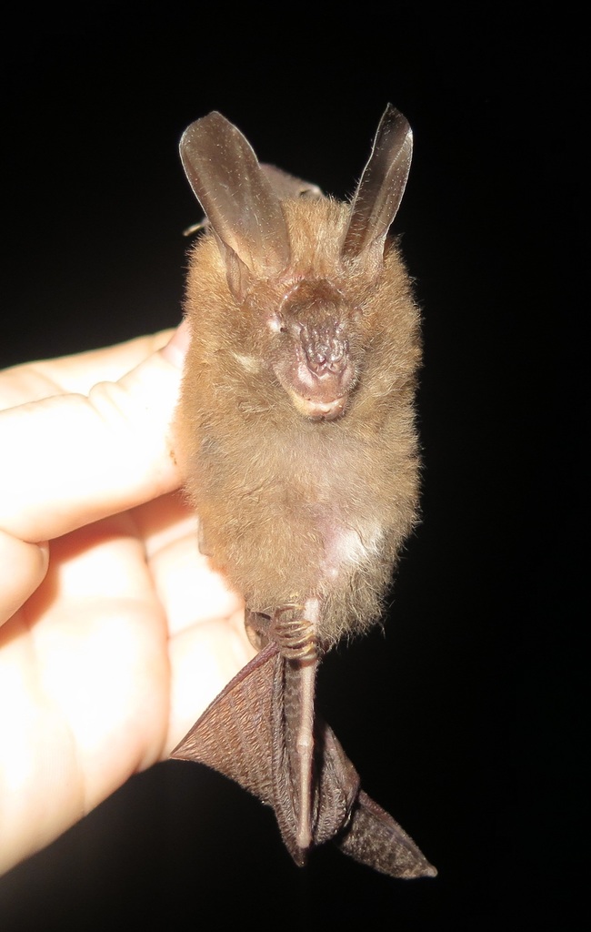 Malayan Slit-Faced Bat