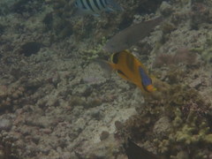 Chaetodon semeion