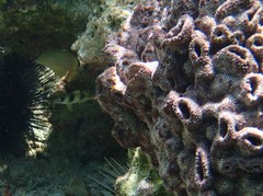 Parupeneus crassilabris