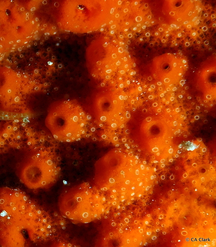 In sponge.

Dive site Buoy #6. Max depth 63ft/19m, avg tem