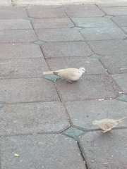 Streptopelia decaocto