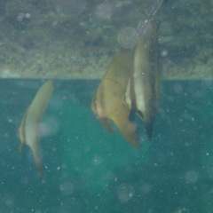 Platax boersii