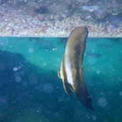 Platax boersii