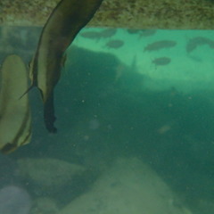 Platax boersii