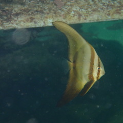 Platax boersii