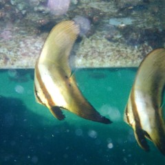 Platax boersii