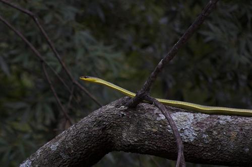 Common Tree Snake sighting