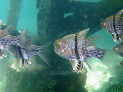 Sphaeramia orbicularis