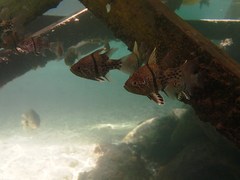 Sphaeramia orbicularis