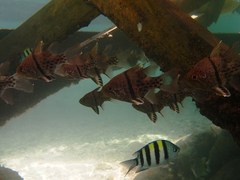 Sphaeramia orbicularis