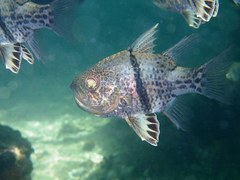 Sphaeramia orbicularis