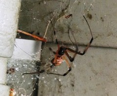 Latrodectus geometricus