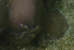 Halicampus macrorhynchus