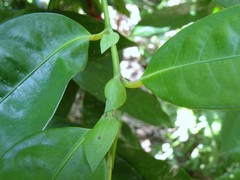 Noahdendron nicholasii