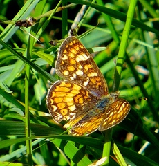 Phyciodes orseis