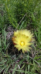 Coryphantha pycnacantha