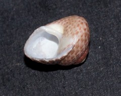 Chlorodiloma adelaidae