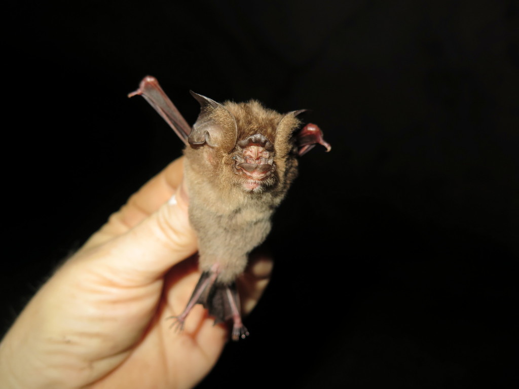 Cox's Leaf-Nosed Bat