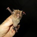 Cox's Roundleaf Bat - Photo (c) Ellen McArthur, some rights reserved (CC BY-NC), uploaded by Ellen McArthur