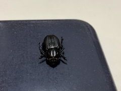 Archophileurus