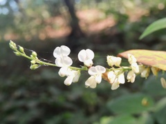 Pleurolobus gangeticus