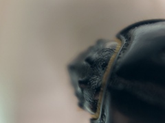 Archophileurus