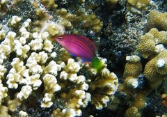 Pseudocheilinus hexataenia