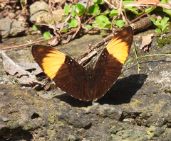 Adelpha melanthe