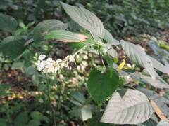 Pleurolobus gangeticus