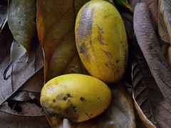 Endiandra microneura