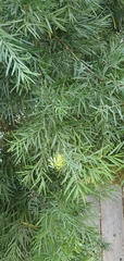 Afrocarpus gracilior