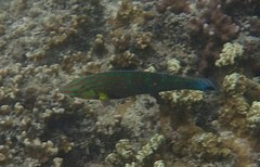 Halichoeres melanurus