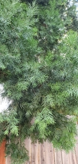Afrocarpus gracilior