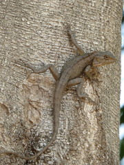 Calotes versicolor