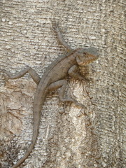 Calotes versicolor