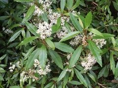 Olearia cheesemanii