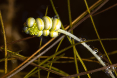 Ruppia tuberosa
