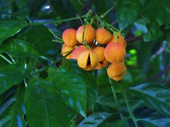 Toechima erythrocarpum