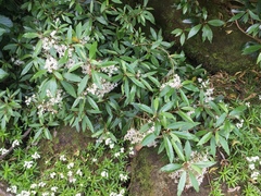Olearia cheesemanii