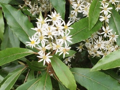Olearia cheesemanii