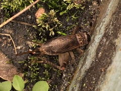 Loxoblemmus arietulus