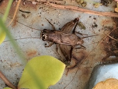 Loxoblemmus arietulus