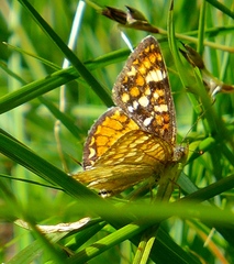 Phyciodes orseis