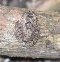 Strabomantis ruizi