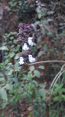Salvia mocinoi