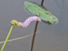 Aponogeton natans