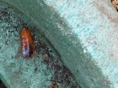 Parcoblatta americana