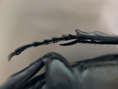 Archophileurus