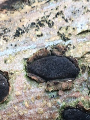 Biscogniauxia capnodes