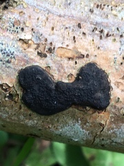 Biscogniauxia capnodes